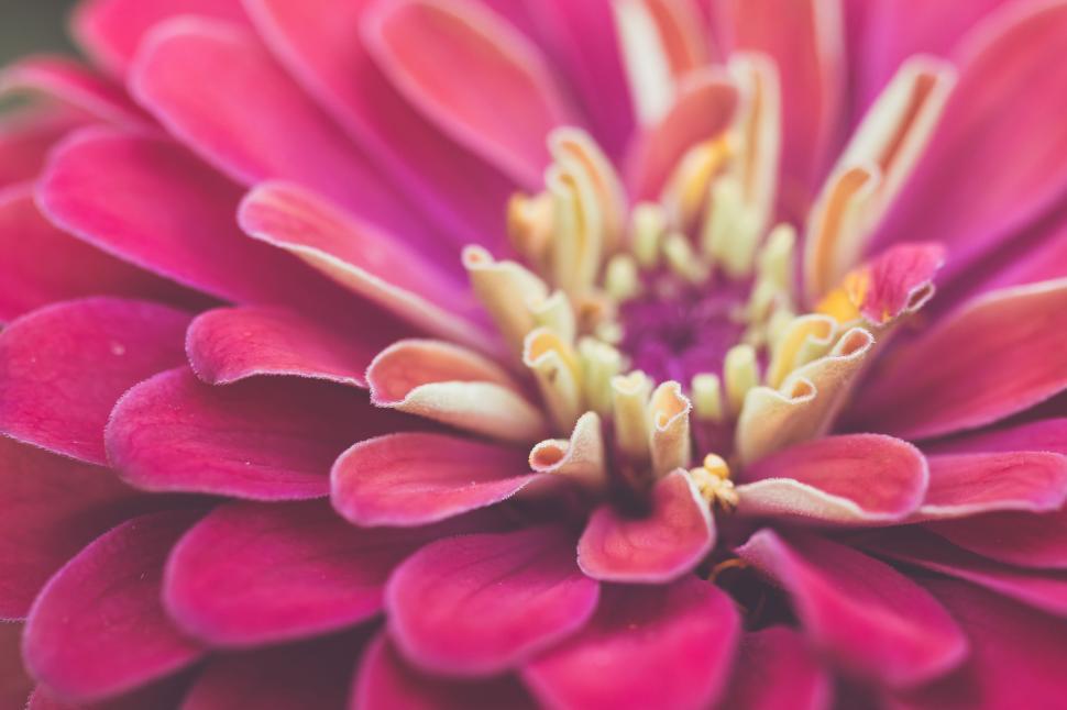 Free Image of Close-up of a vibrant pink zinnia flower with intricate petal patterns. 