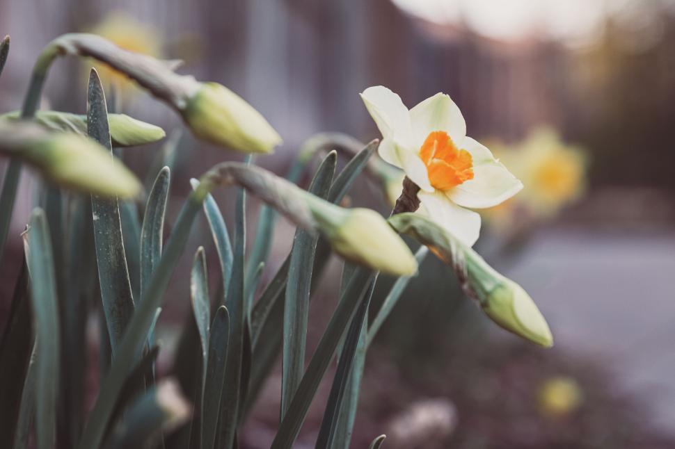 Free Image of Blooming white and orange daffodil flower in garden with closed buds. 