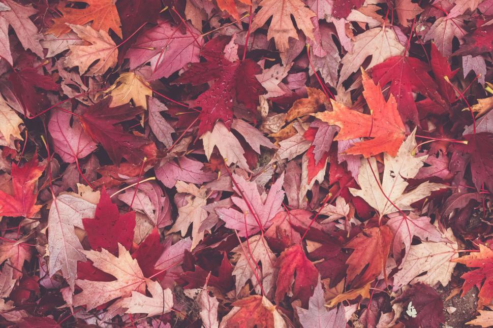 Free Image of Pile of autumn leaves in varying shades of red, brown, and pink. 