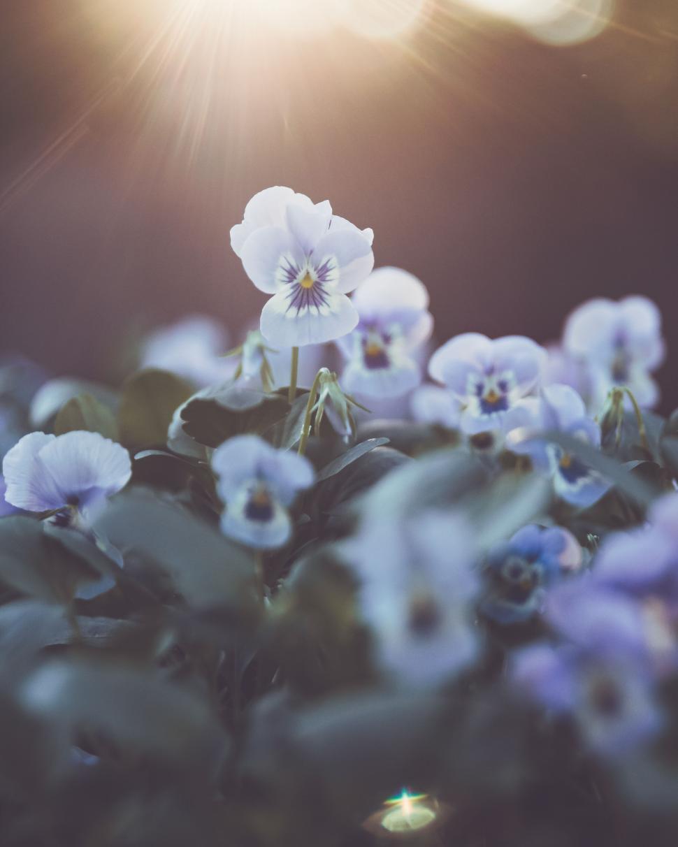 Free Image of Close-up of delicate blue and white flowers with sunlight gleaming. 