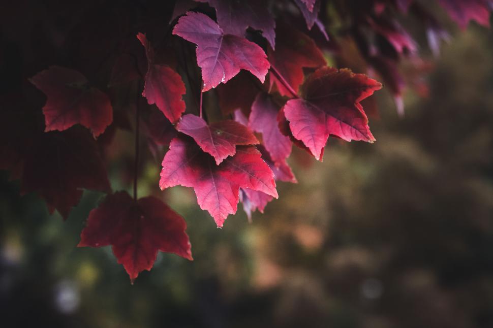 Free Image of Close-up view of autumnal red maple leaves against blurred backdrop. 