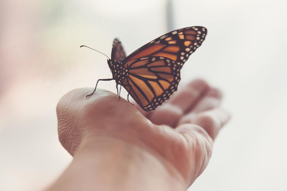 Free Image of Orange-winged butterfly resting gently on the edge of a person’s hand. 
