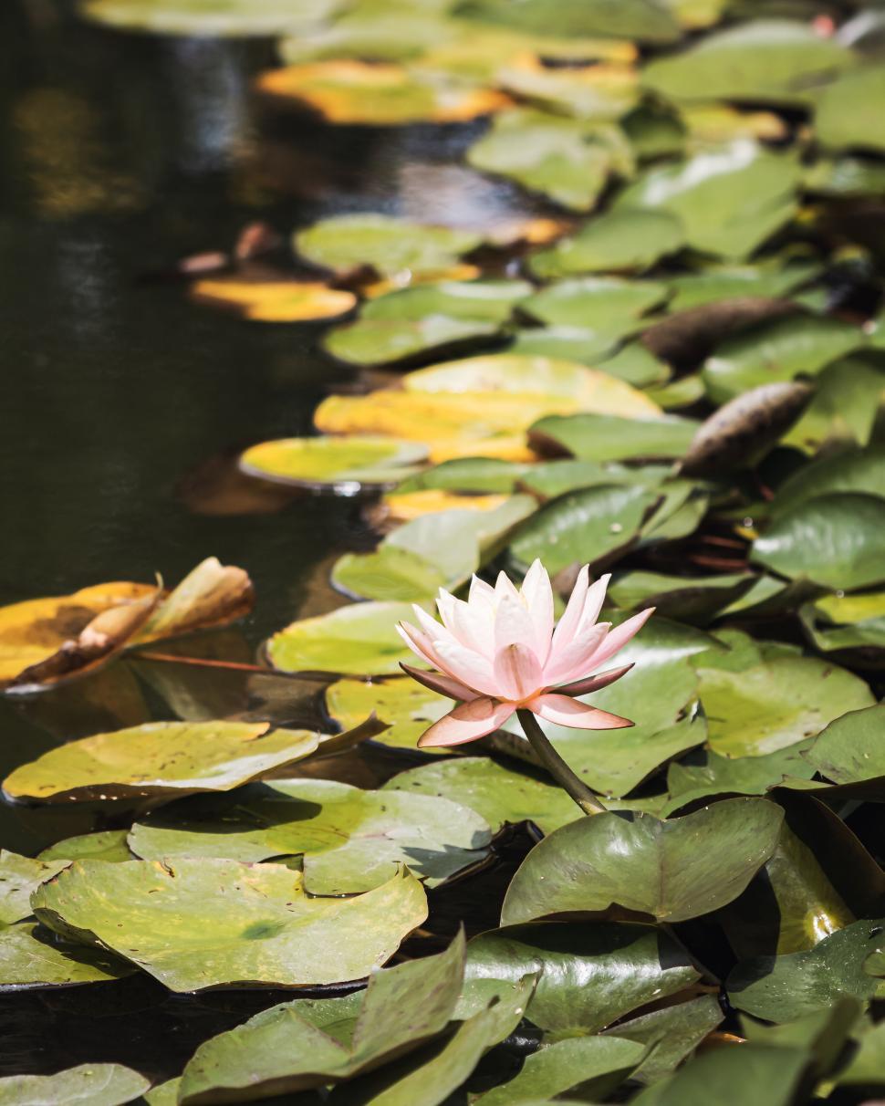 Free Image of Pink water lily floating on serene pond surrounded by green leaves. 