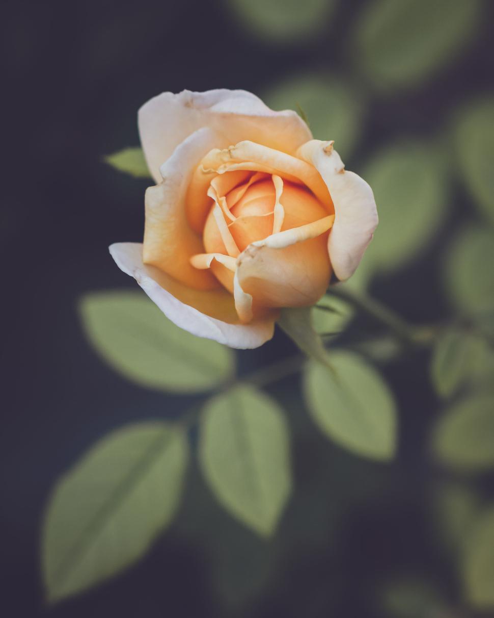 Free Image of Single yellow rose blooming against green leaves in natural setting. 