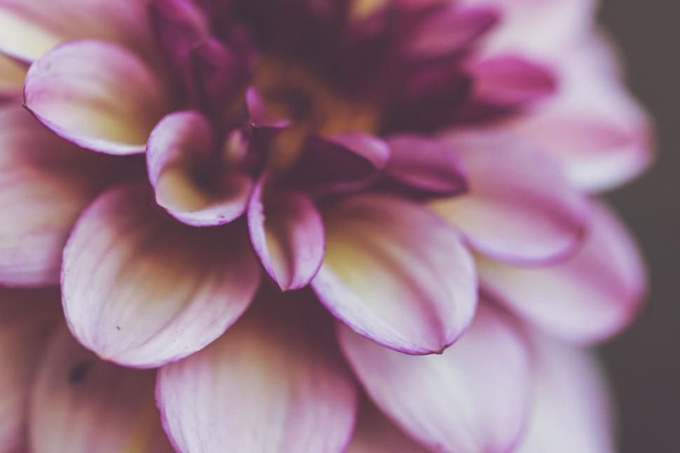 Free Image of Close-up of a pink and purple flower with soft focus details 