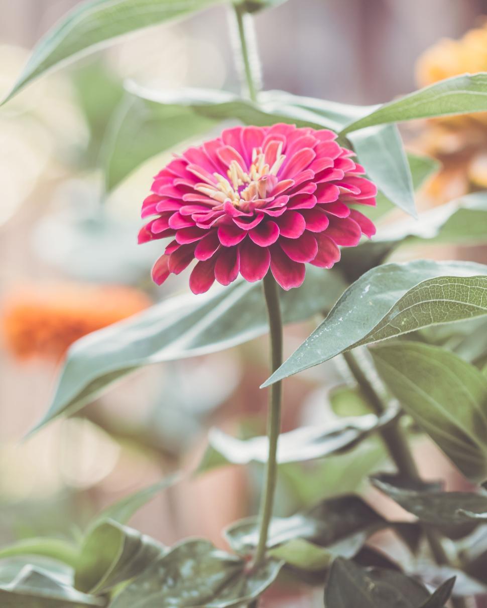 Free Image of Bright pink flower blooming amidst lush green leaves outdoors 