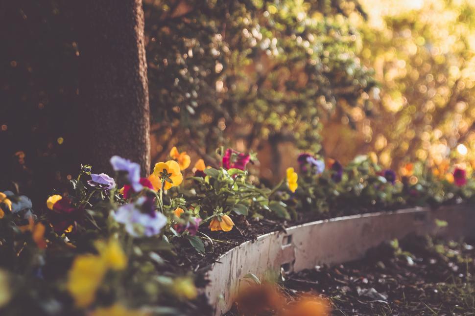 Free Image of Colorful garden bed filled with vibrant flowers and greenery 