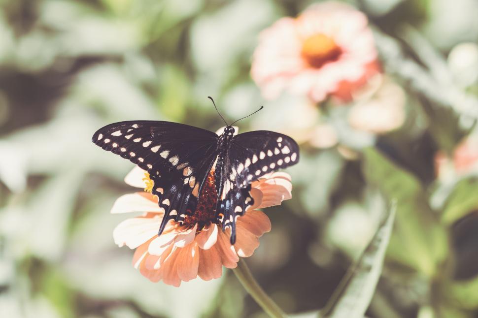 Free Image of Black butterfly with intricate wings on a pink flower in garden. 