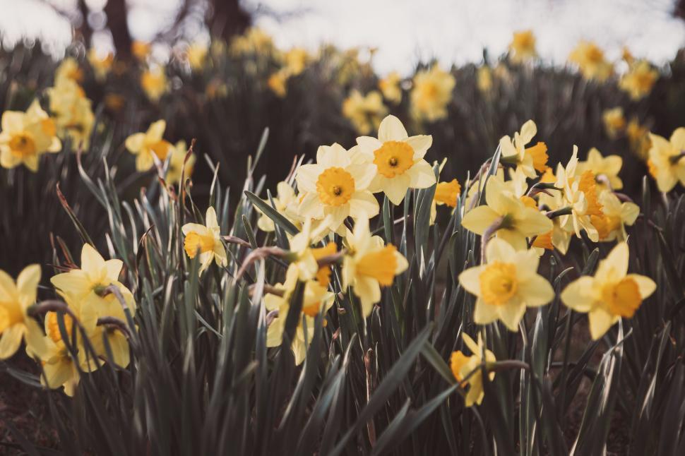 Free Image of Bright yellow daffodils blooming in an outdoor garden landscape. 