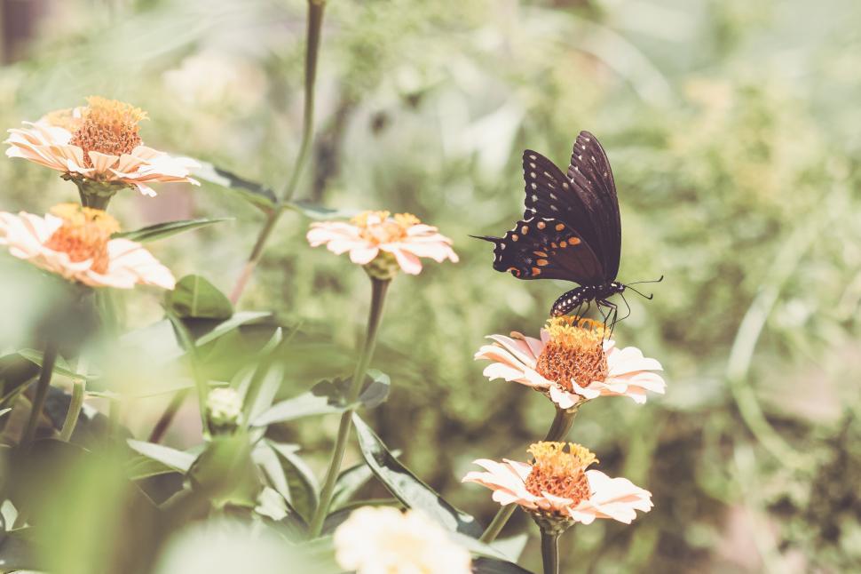 Free Image of Butterfly gracefully perched on vibrant flower in sunlit garden 