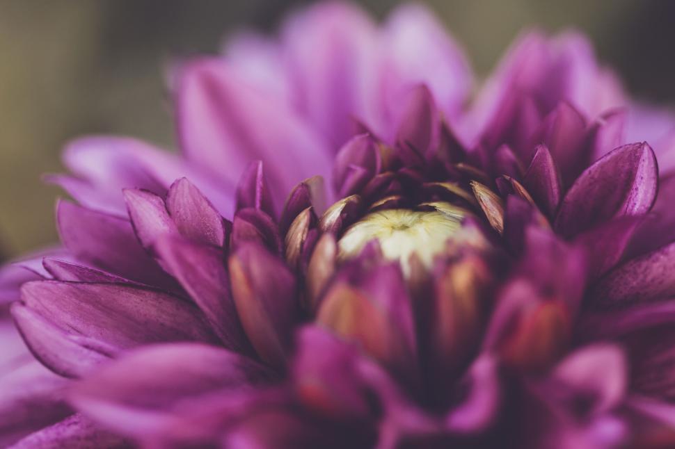 Free Image of Close-up shot of a beautiful purple flower showcasing its petals 