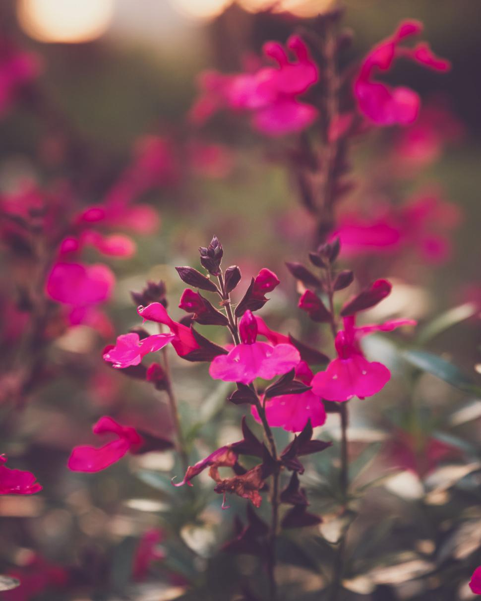 Free Image of Vivid pink flowers in a garden during golden hour creating harmony 