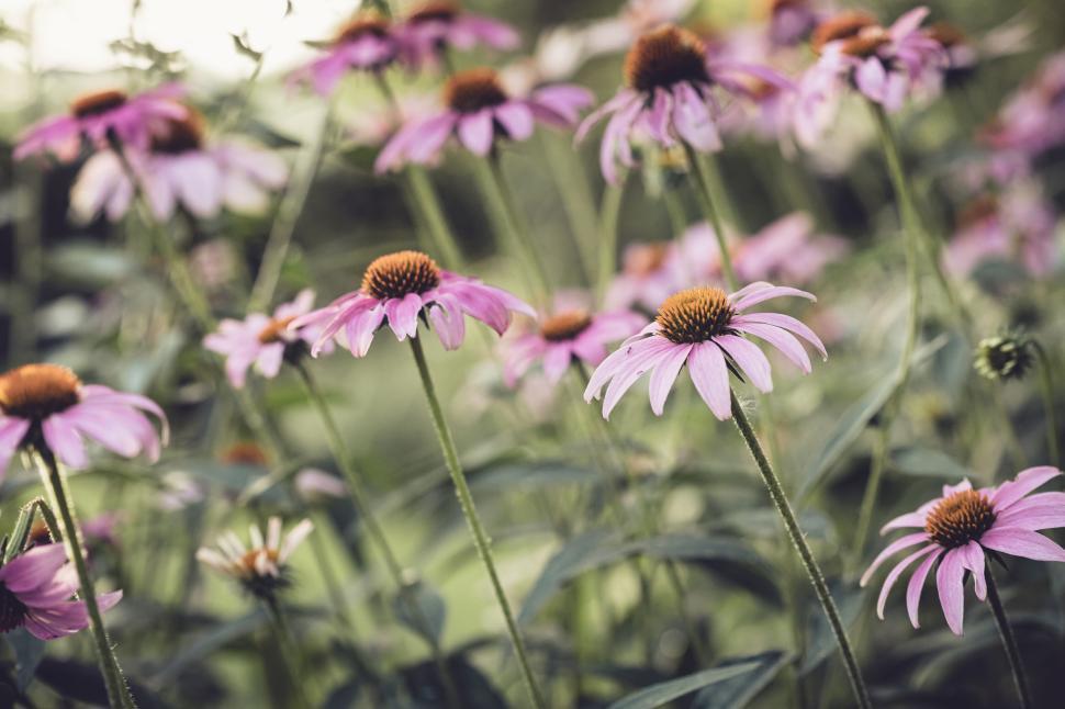 Free Image of Vibrant purple coneflowers against a soft-focused natural backdrop 
