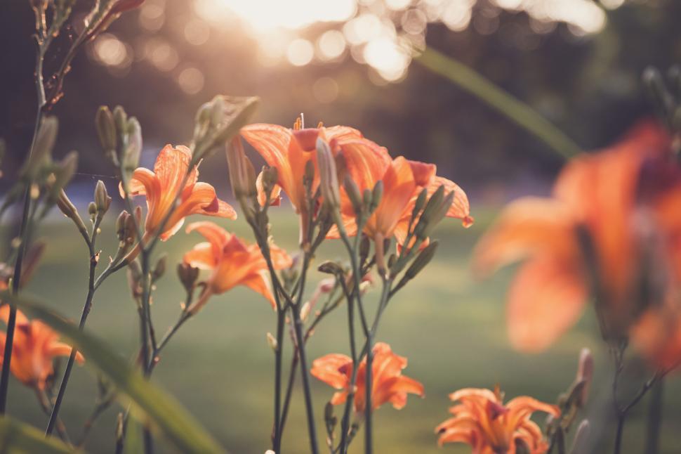 Free Image of Orange lily flowers bathed in soft sunlight during sunset hours 