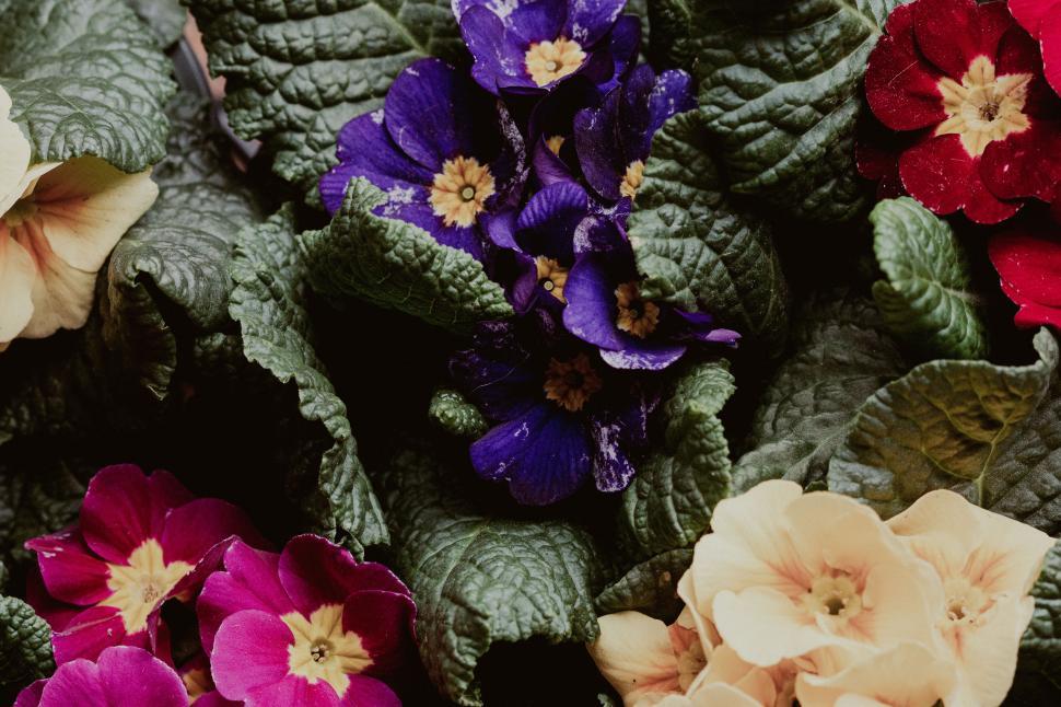 Free Image of Vibrant flowers in a lush garden create a colorful and lively scene. 