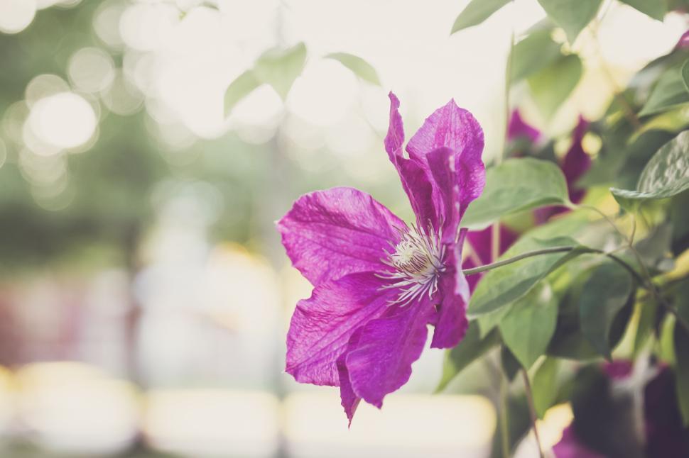 Free Image of Vibrant purple flower in focus with lush green background bokeh 