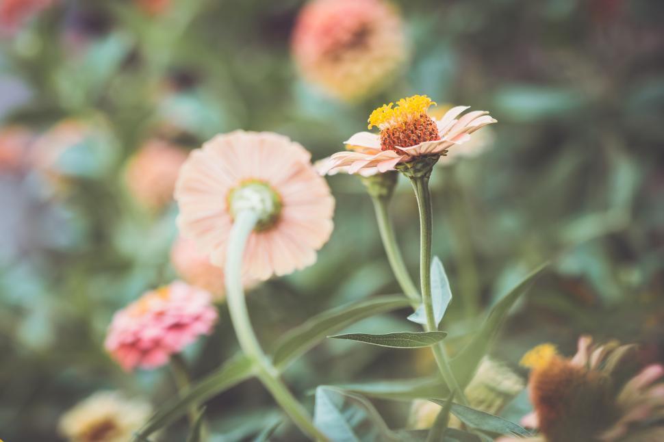 Free Image of Soft Focus of Pink and White Blossoms with Greenery in the Background 