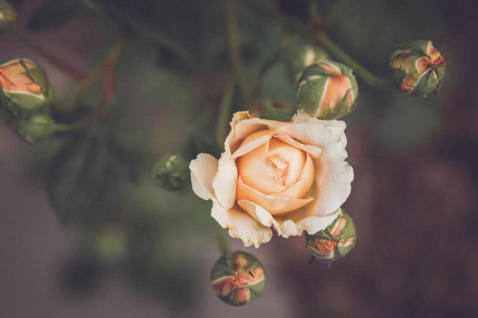 Free Image of Close-up of a Single Rose with Buds Against a Soft-Focus Background 