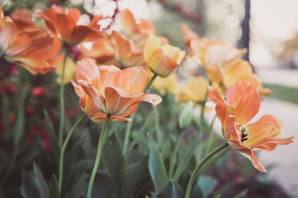 Free Image of Field of Vibrant Orange and Yellow Flowers Bathed in Soft Light 