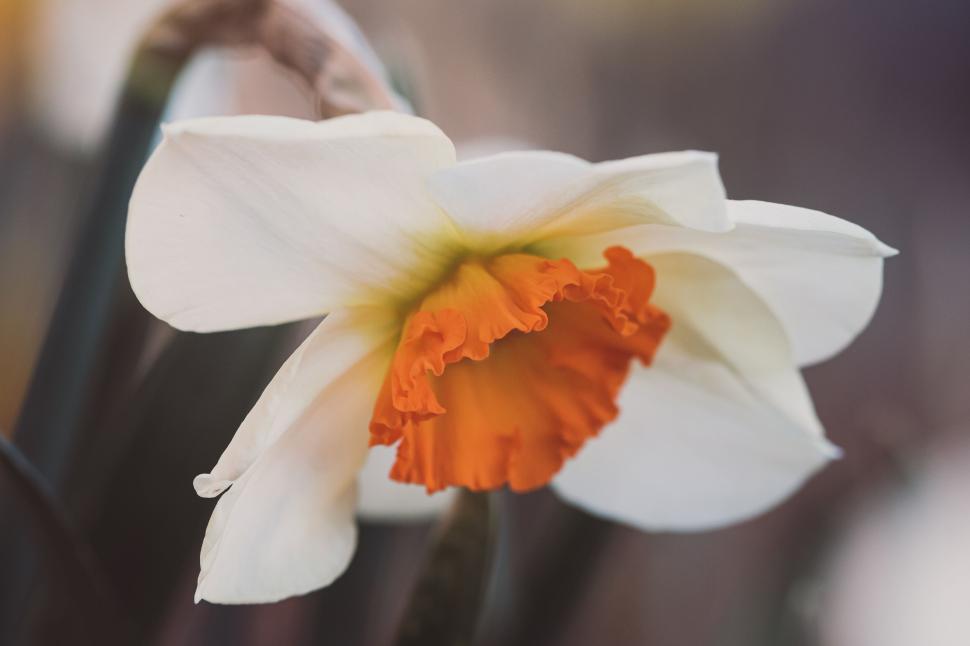 Free Image of Close-up of a white daffodil with an orange center in the sunlight. 
