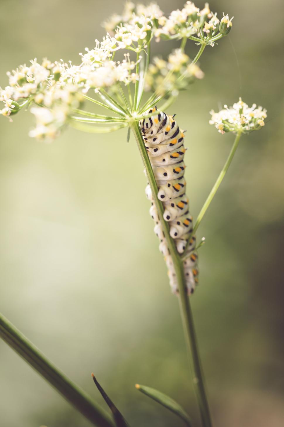 Free Image of Striped caterpillar hanging from delicate white flowers in garden. 