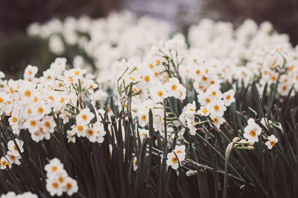 Free Image of Field of white daffodils in full bloom under a clear sky. 