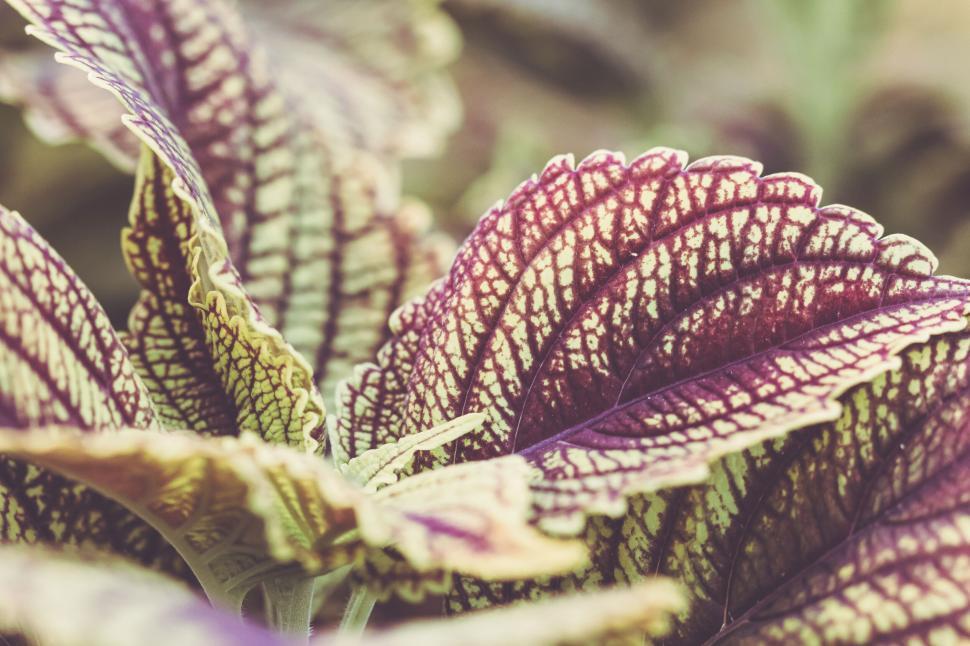 Free Image of Close-up of a vibrant coleus leaf showing intricate patterns 