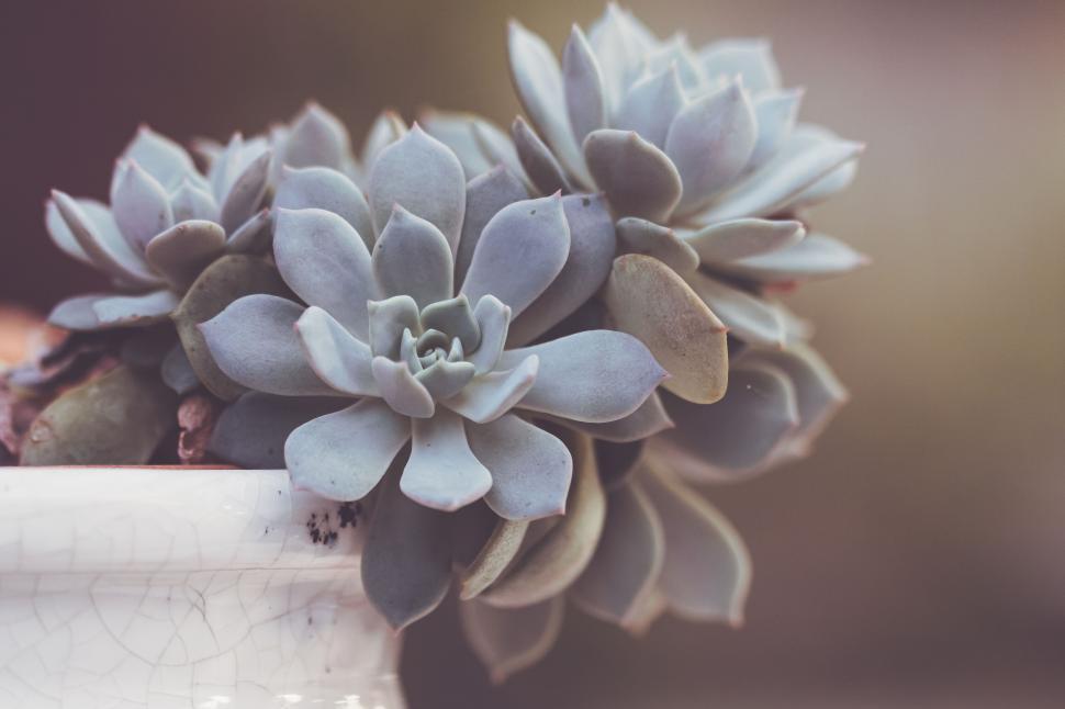 Free Image of Close-up of a succulent plant in a white ceramic pot 