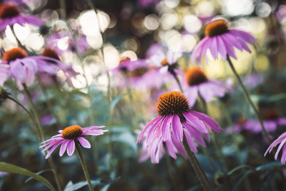 Free Image of Field of purple coneflowers in bloom with blurred background 