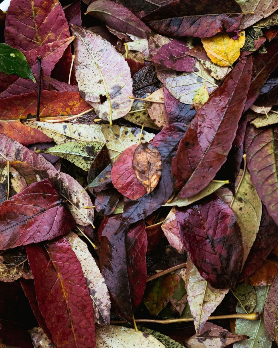 Free Image of A close-up shot of vibrant autumn leaves scattered on the ground 