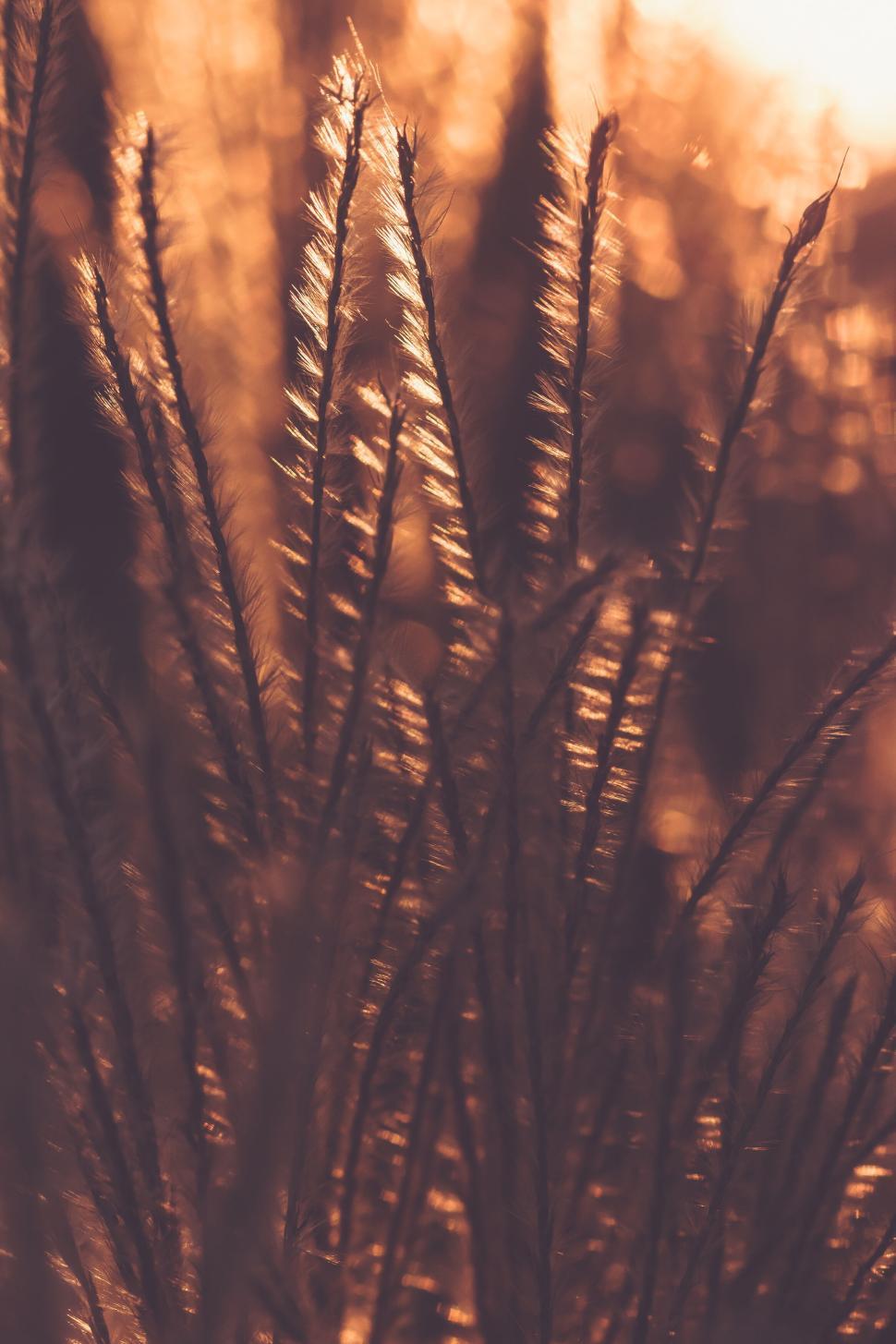Free Image of Silhouetted tall grasses bathed in warm, golden sunset light 