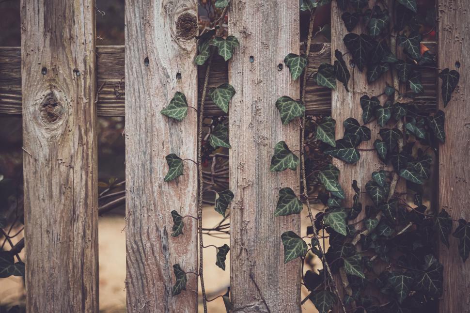 Free Image of A rustic wooden fence intertwined with lush green ivy vines 