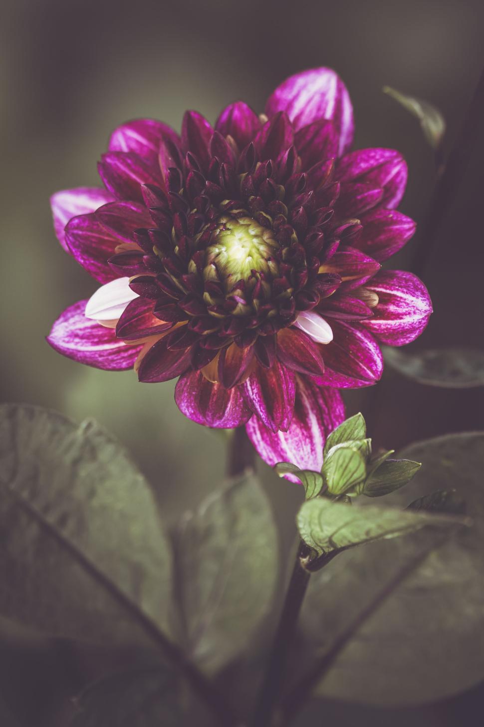 Free Image of A vibrant close-up of a purple and pink dahlia flower in full bloom 