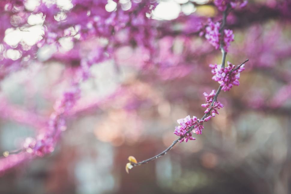Free Image of Close-up of pink blossoms on a tree branch during springtime 