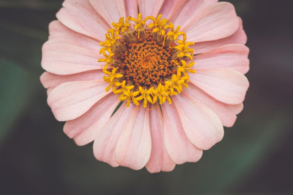 Free Image of Close-up of a single pink flower bloom with detailed petals and center 