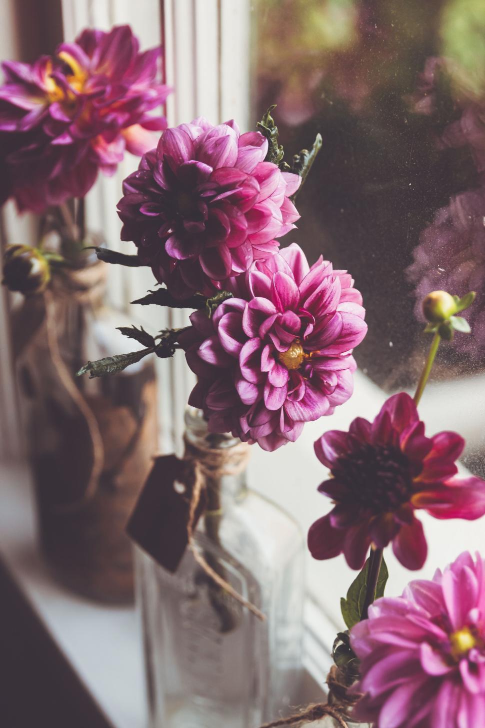 Free Image of Purple dahlias in glass bottles on a windowsill filled with light 