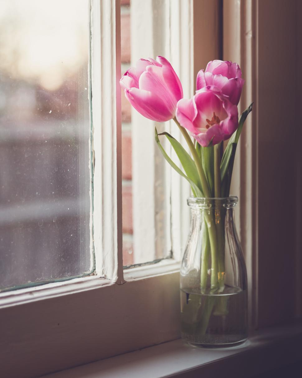 Free Image of Pink tulips in glass bottle vase on windowsill during sunset hour 