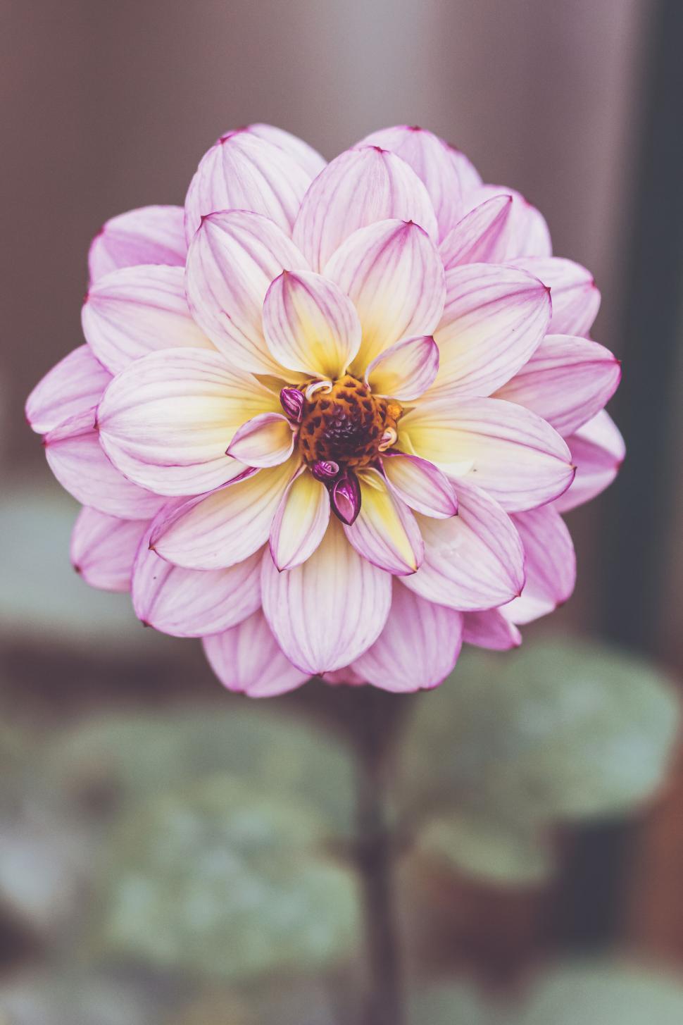 Free Image of Close-up photo of a beautiful pink and yellow dahlia flower 