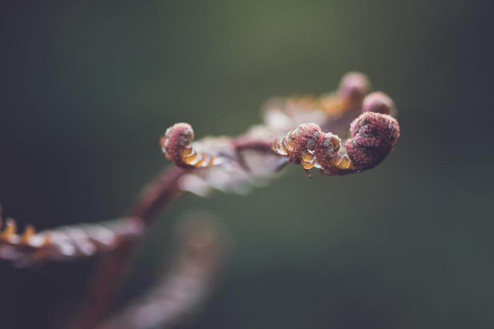 Free Image of Macro shot of fern fiddlehead unfurling against a blurred background 