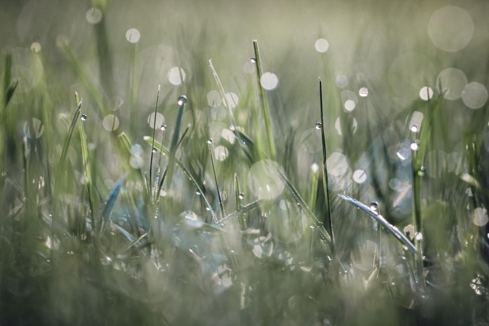 Free Image of Morning dew droplets on green grass blades with bokeh background 