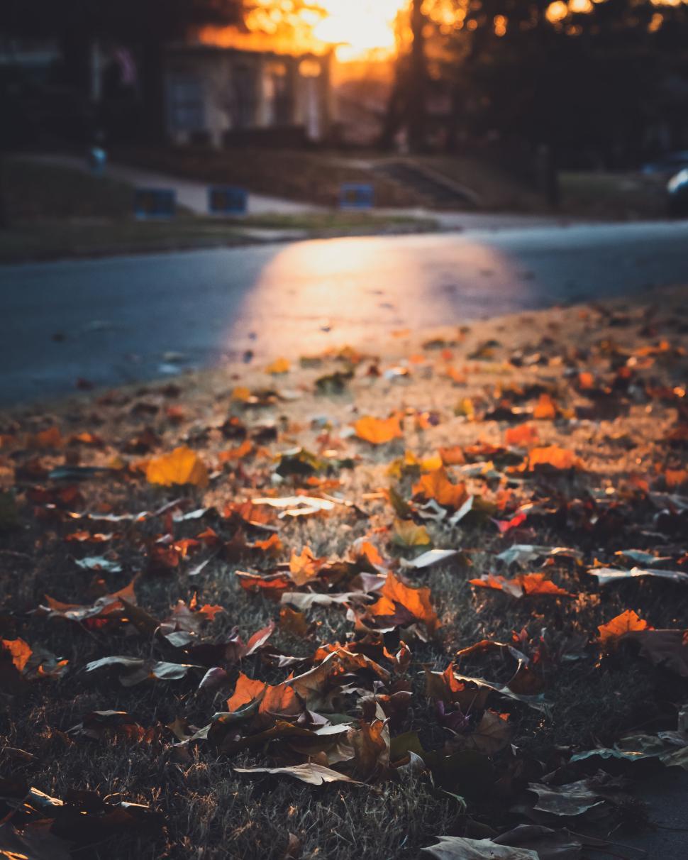 Free Image of Autumn leaves on ground as the sun sets in the background 