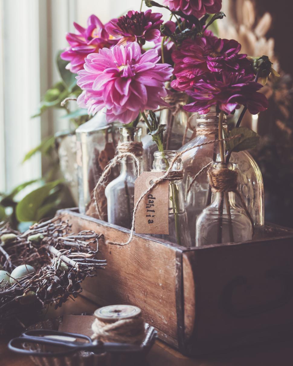 Free Image of Dahlias in vintage glass bottles arranged artistically by window 