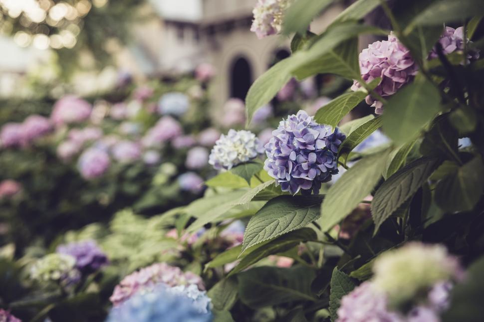 Free Image of Close-up of colorful hydrangea flowers in a vibrant garden setting 