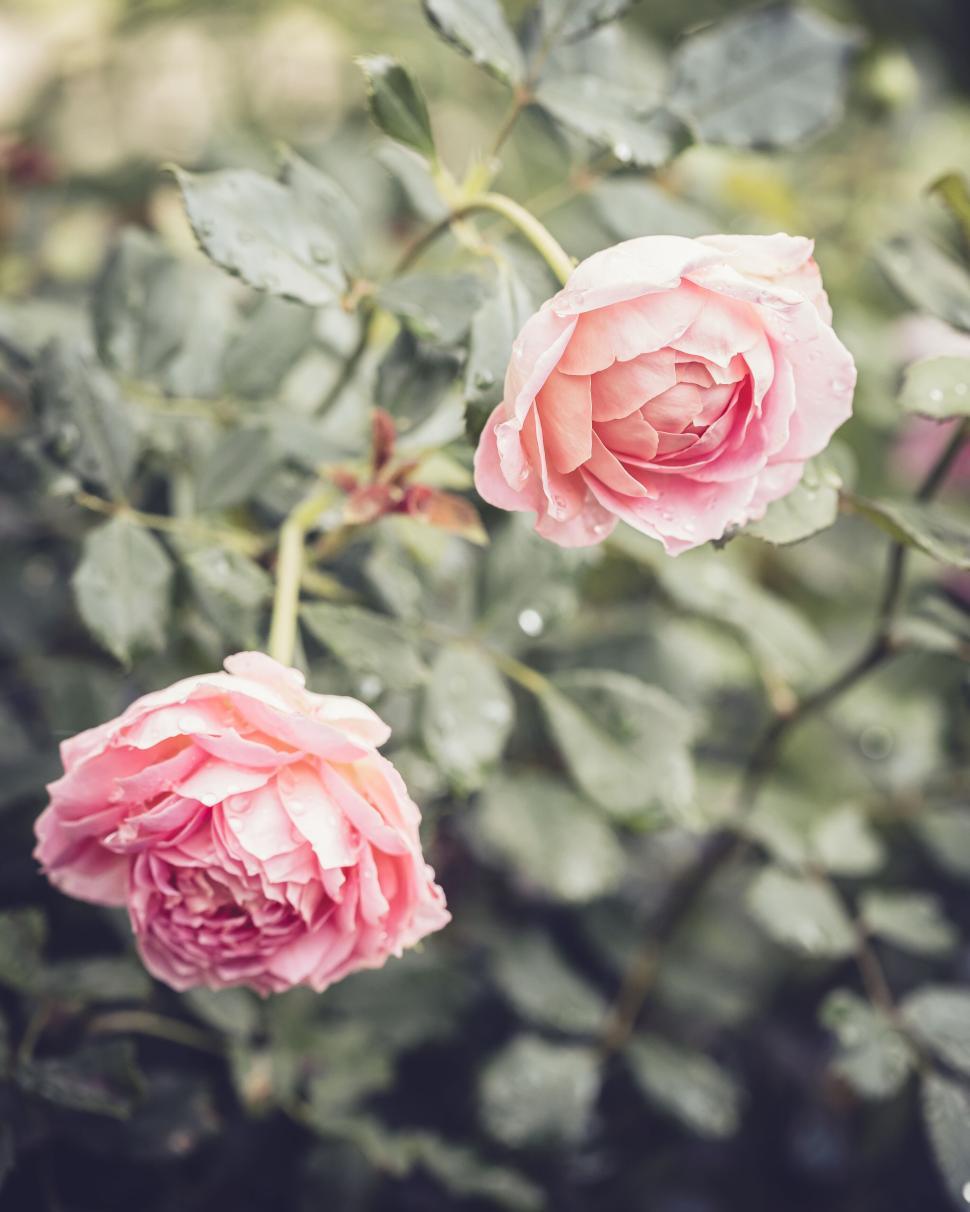 Free Image of Raindrops on beautiful pink roses in a lush garden during spring 