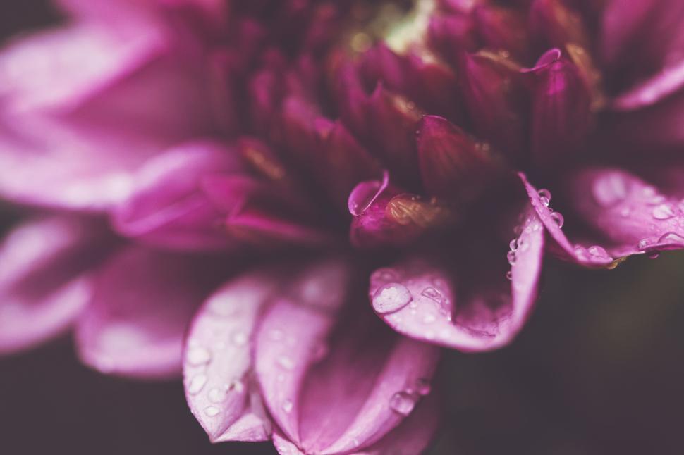 Free Image of Close-up of gorgeous pink-petaled flower with water droplets 