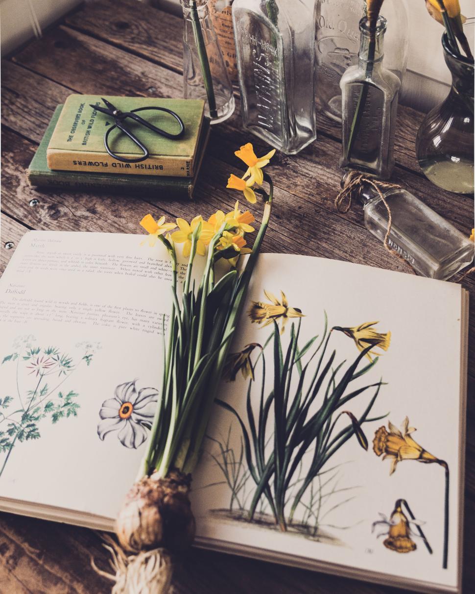 Free Image of Botanical book with daffodils pressed between pages on rustic table. 
