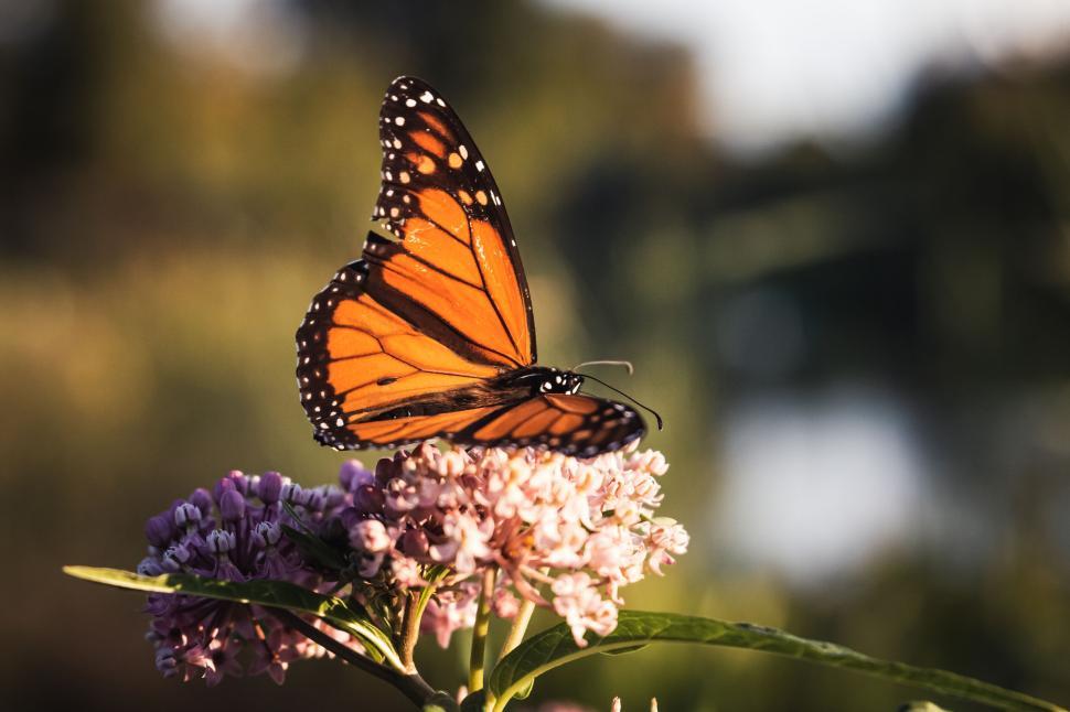 Free Image of Vibrant monarch butterfly perched on delicate pink flowers in garden. 