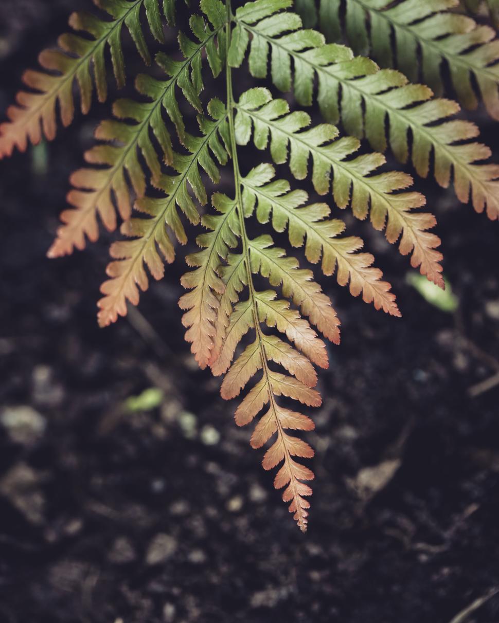 Free Image of A delicate fern leaf with subtle pink hues captured in close-up view. 