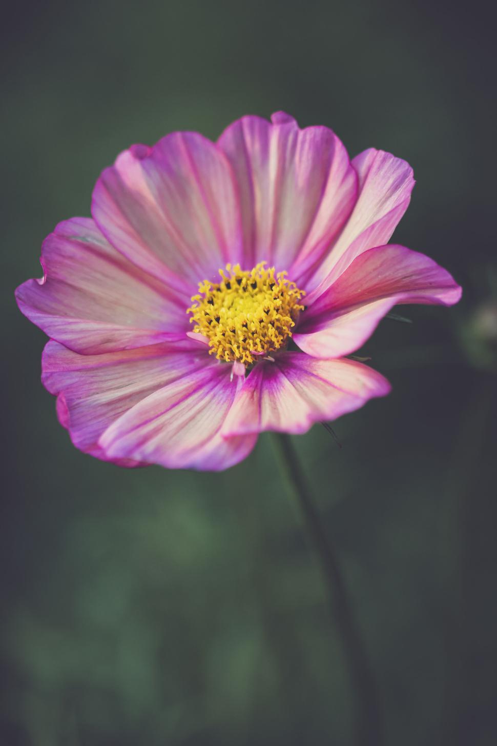 Free Image of Close-up view of a vibrant pink cosmos flower with yellow center. 