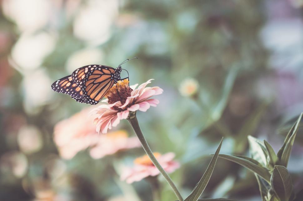 Free Image of Monarch butterfly perched on a pink flower in a peaceful garden. 